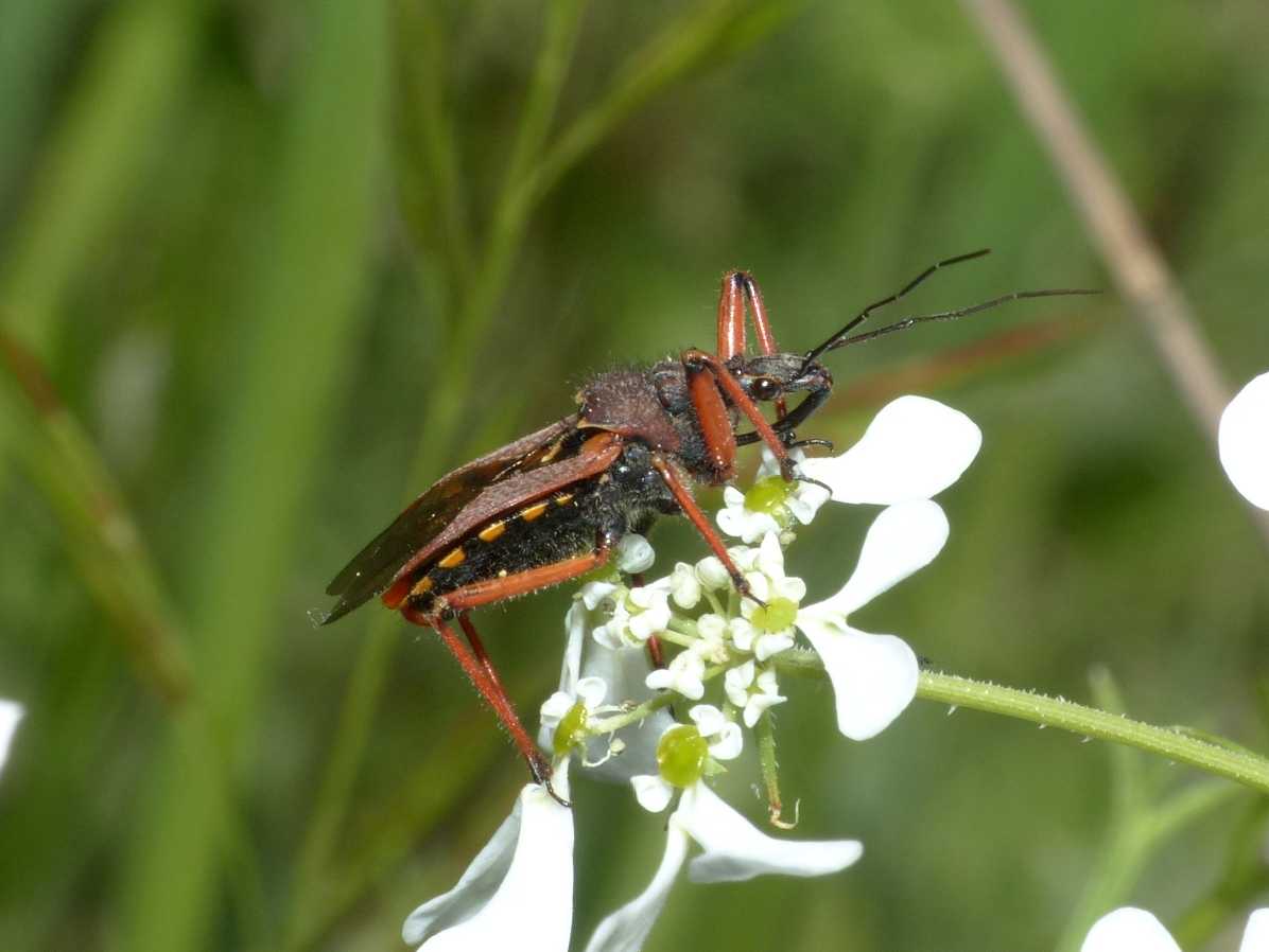 Rhinocoris erythropus di colore insolito